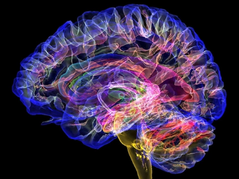 欧美特级黄片喷潮视频大脑植入物有助于严重头部损伤恢复
